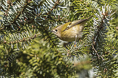 Ein Wintergoldhähnchen auf der Suche nach Nahrung