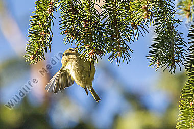 Ein Wintergoldhähnchen auf der Suche nach Nahrung