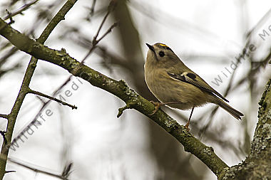 Ein Wintergoldhähnchen auf der Suche nach Nahrung