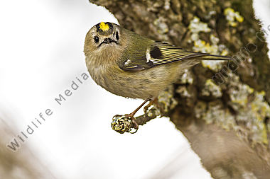 Ein Wintergoldhähnchen auf der Suche nach Nahrung