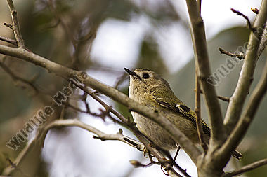 Ein Wintergoldhähnchen auf der Suche nach Nahrung