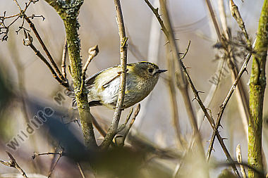 Ein Wintergoldhähnchen auf der Suche nach Nahrung