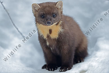 Baummarder