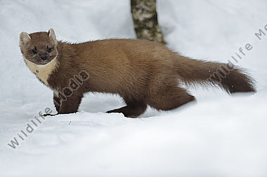 Baummarder