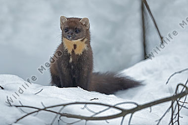 Baummarder