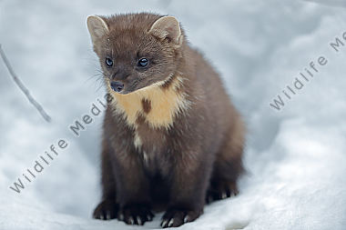 Baummarder