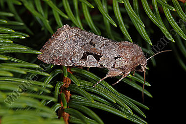 Gothica Kätzcheneule
