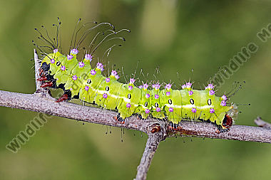 Wiener Nachtpfauenauge halberwachsene Raupe