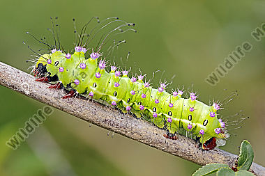 Wiener Nachtpfauenauge halberwachsene Raupe