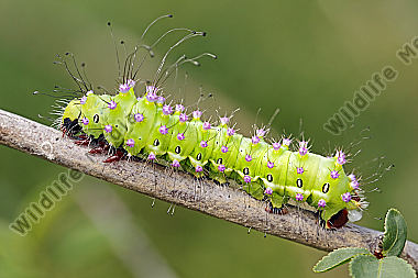 Wiener Nachtpfauenauge halberwachsene Raupe
