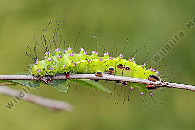 Wiener Nachtpfauenauge halberwachsene Raupe