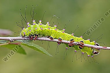 Wiener Nachtpfauenauge halberwachsene Raupe