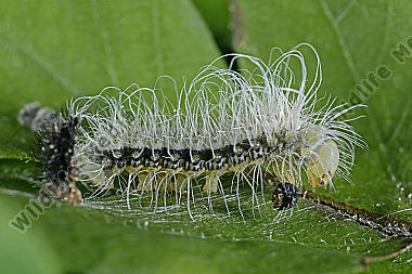 Caligula Simla Jungraupe