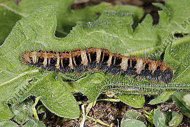 Gelber Wiesenspinner Raupe
