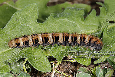 Gelber Wiesenspinner Raupe