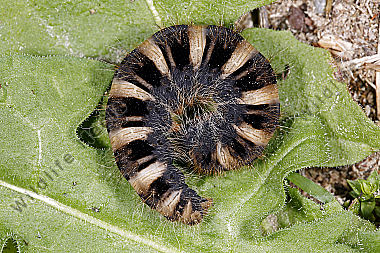 Gelber Wiesenspinner Raupe