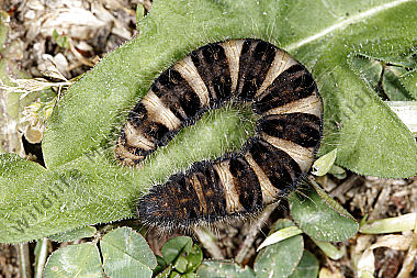 Gelber Wiesenspinner Raupe