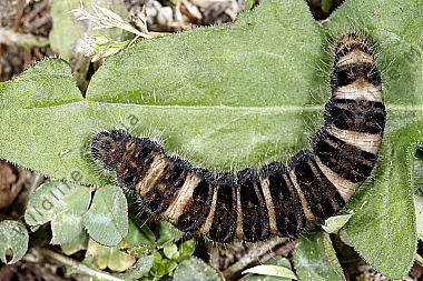 Gelber Wiesenspinner Raupe