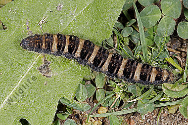 Gelber Wiesenspinner Raupe