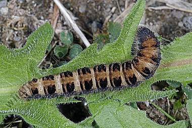 Gelber Wiesenspinner Raupe