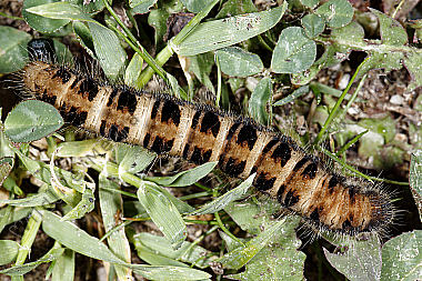 Gelber Wiesenspinner Raupe