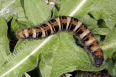 Gelber Wiesenspinner Raupe