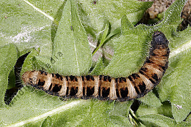 Gelber Wiesenspinner Raupe