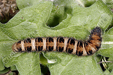 Gelber Wiesenspinner Raupe