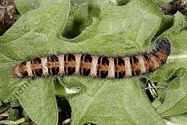 Gelber Wiesenspinner Raupe