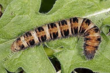 Gelber Wiesenspinner Raupe