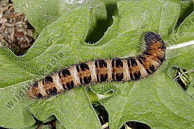 Gelber Wiesenspinner Raupe
