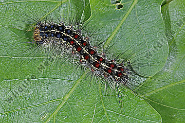 Schwammspinner Raupe
