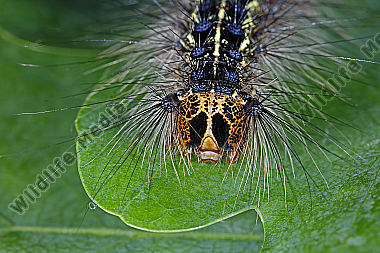Schwammspinner Raupe