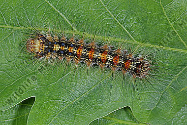 Schwammspinner halberwachsene Raupe