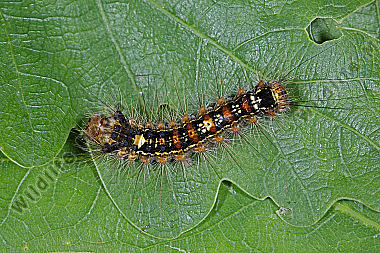 Schwammspinner halberwachsene Raupe