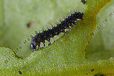 Gelber Wiesenspinner Eiraupe