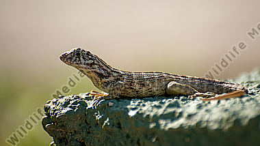 Rollschwanzleguan