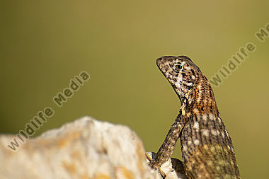 Rollschwanzleguan