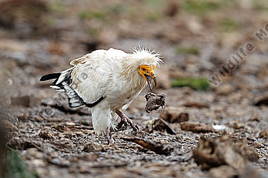 Schmutzgeier