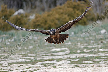 Bartgeier Jungvogel