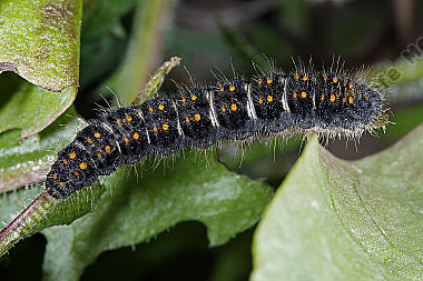 Gelber Wiesenspinner halberwachsene Raupe