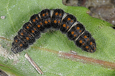 Gelber Wiesenspinner halberwachsene Raupe