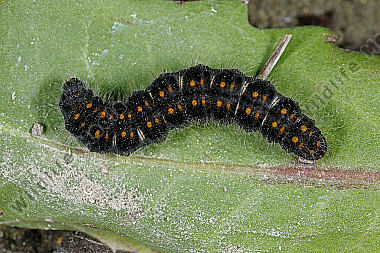 Gelber Wiesenspinner halberwachsene Raupe