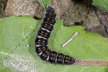 Gelber Wiesenspinner halberwachsene Raupe
