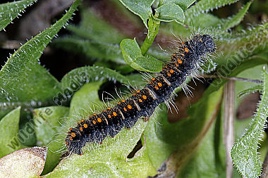 Gelber Wiesenspinner halberwachsene Raupe