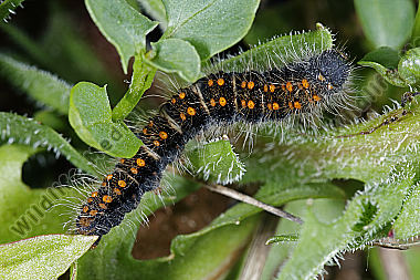 Gelber Wiesenspinner halberwachsene Raupe