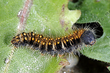 Gelber Wiesenspinner halberwachsene Raupe