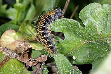 Gelber Wiesenspinner halberwachsene Raupe