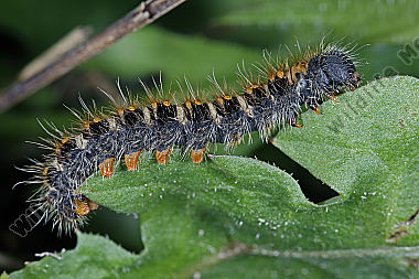 Gelber Wiesenspinner halberwachsene Raupe