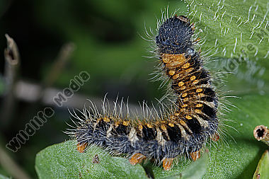 Gelber Wiesenspinner halberwachsene Raupe